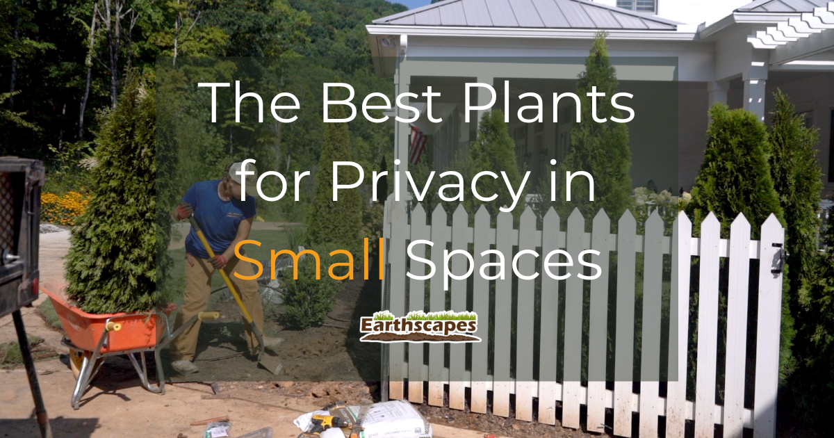 The Best Plants for Privacy in Small Spaces